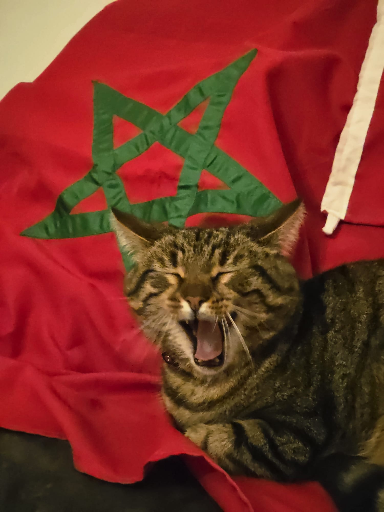 Mijn kat