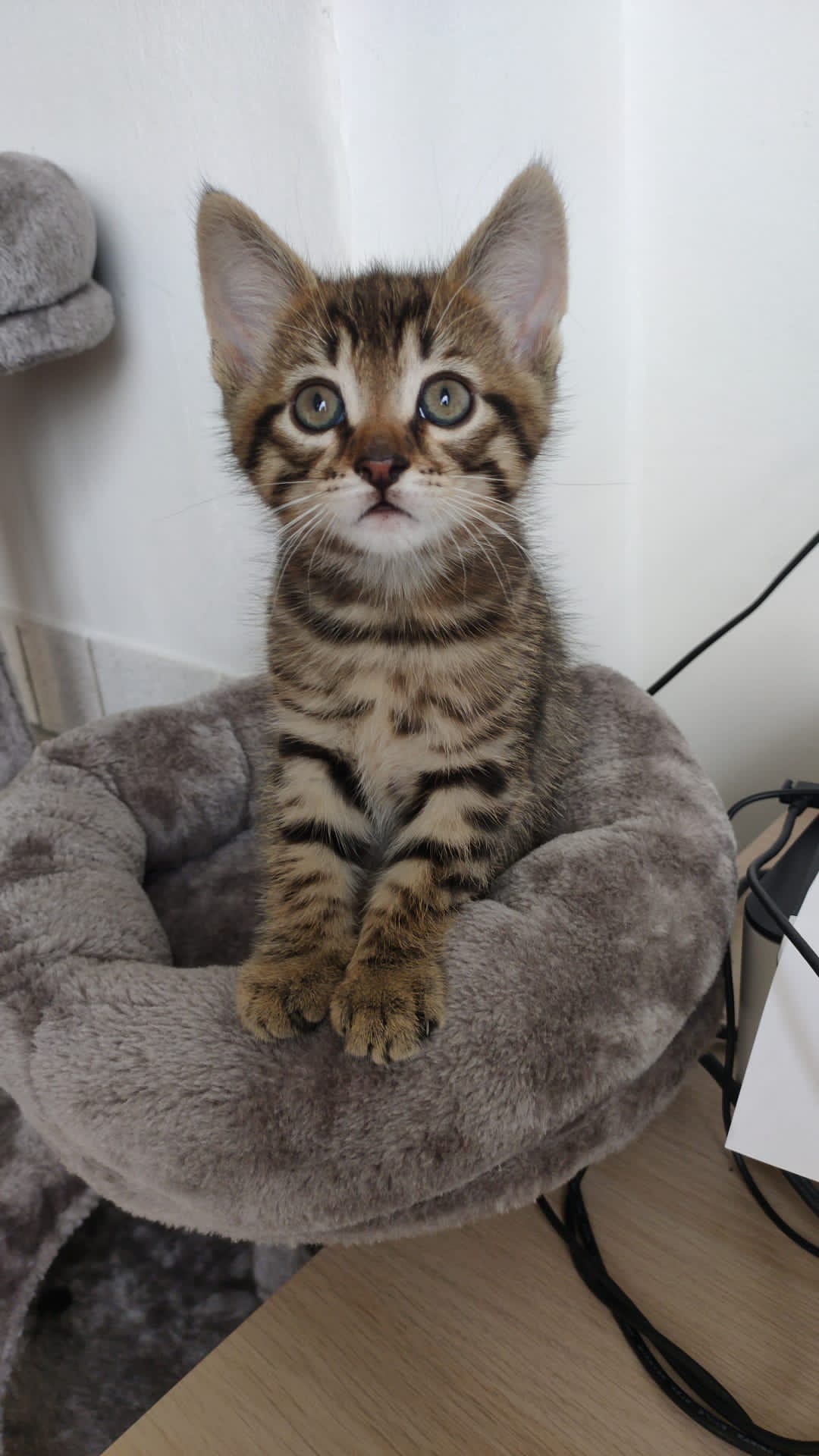 Mijn kat